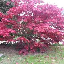 Check spelling or type a new query. Acer Palmatum Osakazuki
