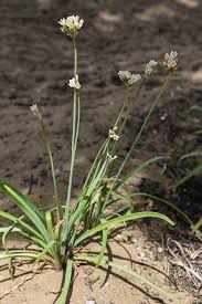 Image result for Nothoscordum borbonicum