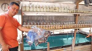 This Fish Farm Sale The Cheapest Betta Fish Youtube