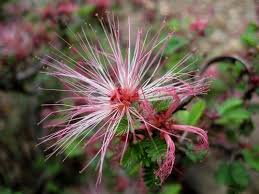 Image result for Polycarpaea eriantha