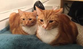 Some pair names just don't fit in a particular category, but that doesn't mean they aren't awesome. 250 Twin Cat Names For Sibling Duo Cats Petpress