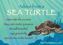 Advice From A Sea Turtle Jumbo Magnet Your True Nature Turtle Quotes Sea Turtle Cute Animal Quotes