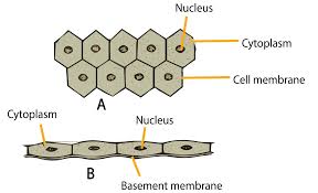 Epithelial epithelial cells are essential to the survival and homeostasis of complex organisms. Describe Various Types Of Epithelial Tissues With The Class 11 Biology Cbse
