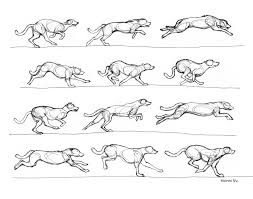 Greyhound Reference Eskizy Zhivotnyh Risovat Zhivotnyh Zhivotnye