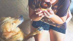 Mon Chien Peut Il Manger Du Chocolat Intoxitation Du Chien