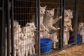 John deere tractor & engine museum. Samoyeds Removed From Worth County Puppy Mill Find Happy Homes The Gazette