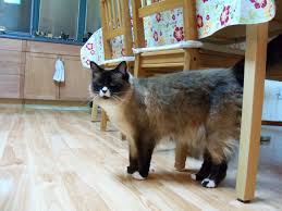 Many pet food packages include charts for how much to feed your cat per day. How Much Should My Cat Weigh Thecatsite