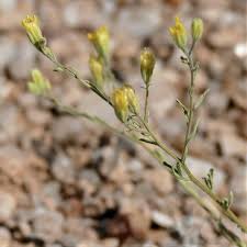 Image result for Pegolettia senegalensis