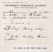 Image result for Senecio aetfatensis