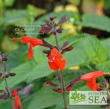 Image result for Salvia coccinea