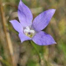 Image result for Wahlenbergia capillacea