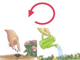 In the ground, impatiens need a minimum of 2 inches of water per week. 3 Ways To Fertilize Impatiens Wikihow