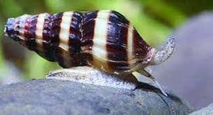 Katil Salyangoz