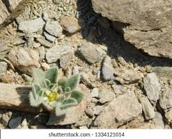 Al Hager Mountain Plant Stock Photo 1334121014