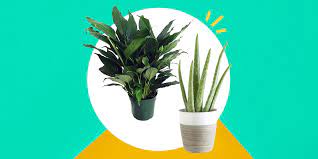 There are many small indoor plants that exactly match your needs. 11 Best Indoor Plants For Your Home In 2021 Air Purifying Plants