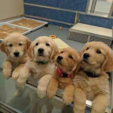 The cheapest offer starts at £975. 210 Times Golden Retriever Puppies Were The Purest Thing In The World Cute Baby Dogs Cute Dogs And Puppies Cute Little Puppies