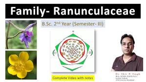 Image result for Ranunculaceae