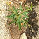 Image result for Hermannia kirkii