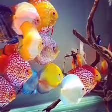 The Discus Community In Tank Moved Too Slow Video Tropical Freshwater Fish Pet Fish Freshwater Fish