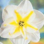 Narcissus Lemon Beauty Daffodil Lemon Beauty Click Image To Learn More Add To Your Lists And Get Care Advice Remi Daffodils Daffodils Planting Narcissus