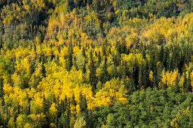 Nature, ecosystem, temperate broadleaf and mixed forest, vegetation picture. Temperate Broadleaf And Mixed Forest Stock Photos Offset