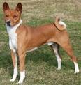 Basenji Dog Breed Information - American Kennel Club