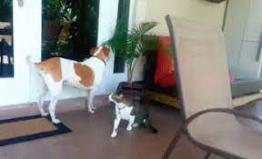Google Random Gif Animals Dog Gifs