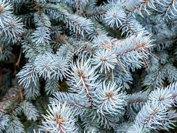 If all goes well, by summer, the spruce will form enough new roots to survive the hot period. Colorado Blue Spruce Tree Care And Growing Guide
