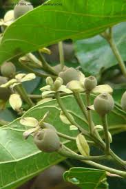 Image result for Hernandiaceae