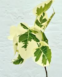 Image result for Ficus religiosa