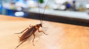 What makes a perfect home in the greater sacramento area? Neelam Pest Control Services