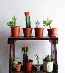 Cacti and succulent plants come in a variety of types, sizes, shapes, and colors. 4 Health Benefits Of Having Succulents Cacti In Your Home Concrete Unicorn