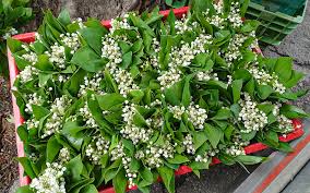 Je t'offre ce bouquet de. Image Muguet Gratuite Facebook