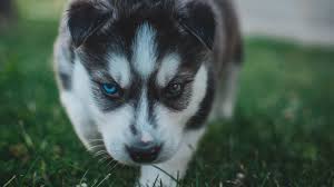 You can also upload and share your favorite husky puppy wallpapers. Download Wallpaper 1366x768 Puppy Husky Dog Cute Heterochromia Tablet Laptop Hd Background