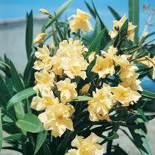 Planter un laurier rose en pot. Laurier Rose Conseils De Plantation Taille Et Entretien