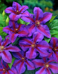Maybe you would like to learn more about one of these? Waldrebe Mrs N Thompson Clematis Mrs N Thompson Clematis Plants Purple Clematis Clematis Vine