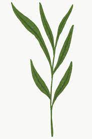 Branch With Green Leaves Design Element Transparent Png Free Image By Rawpixel Com Aum Leaf Illustration Leaf Design Leaf Drawing