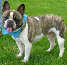 French bulldog puppies 2 girls and 2 boys available very lovely and passionate frenchies puppies that are easy to fall in love with. French Bulldog Rescue Adopt French Bulldog Save A Rescue