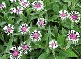 Image result for Centaurea praecox