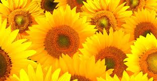 50 beautiful flower meanings that will surprise you. Symbolic Sunflower Meaning And Sunflower Insight On Whats Your Sign