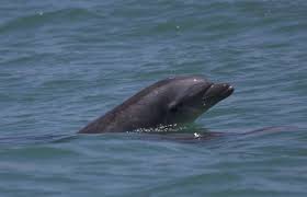 Bottlenose Dolphin Archives Geospatial Ecology Of Marine