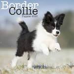 Mini Border Collies - WindWalker Ranch