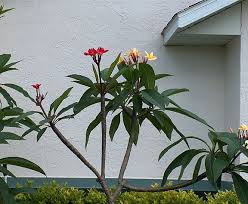 Sydney Frangipani Growers Frangipani Growers Plumeria