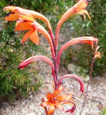 Image result for Watsonia