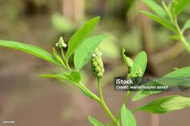 Image result for Sphenoclea zeylanica