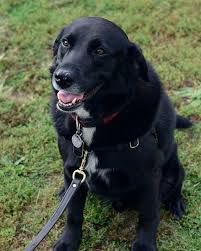 Black And White Collie Cross Sniff Barkens On Instagram Friday On A Saturday Friday 4 Y O Black Lab Border Collie Mix Rescue Frida Lab Mix Puppies Border Collie Mix Border Collie
