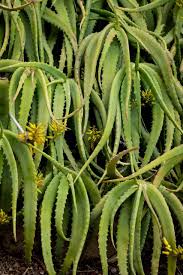 Image result for Aloe lutescens