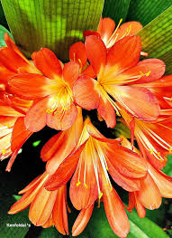 Image result for Xerophyta scabrida