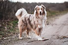 We did not find results for: Best Brush For Australian Shepherd 10 Best Grooming Brushes For Aussie