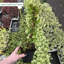 Image result for Ctenitis cirrhosa